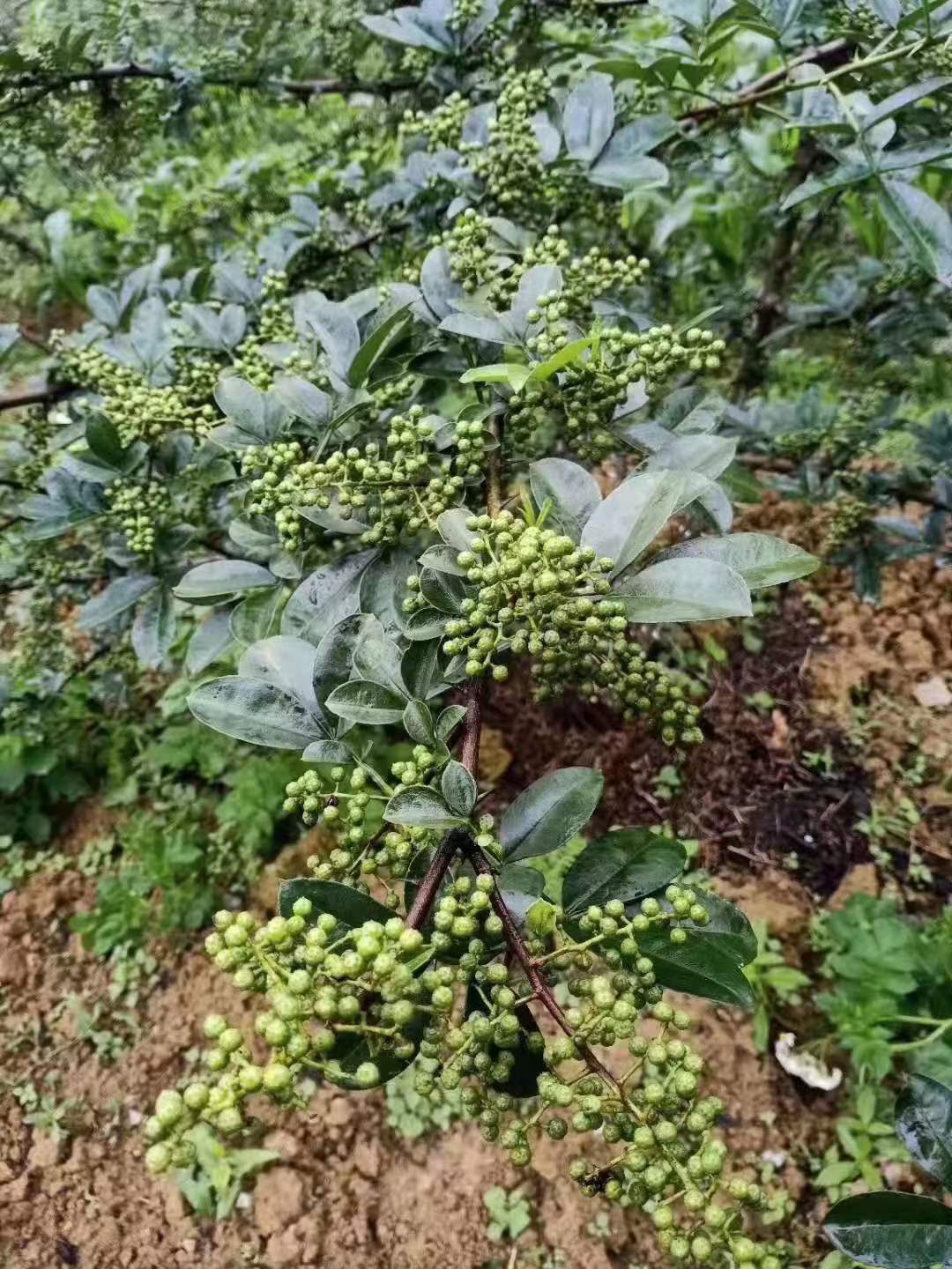 【特惠来袭】莲峰鑫龙花椒育苗基地特惠销售，买得实惠，种得放心！