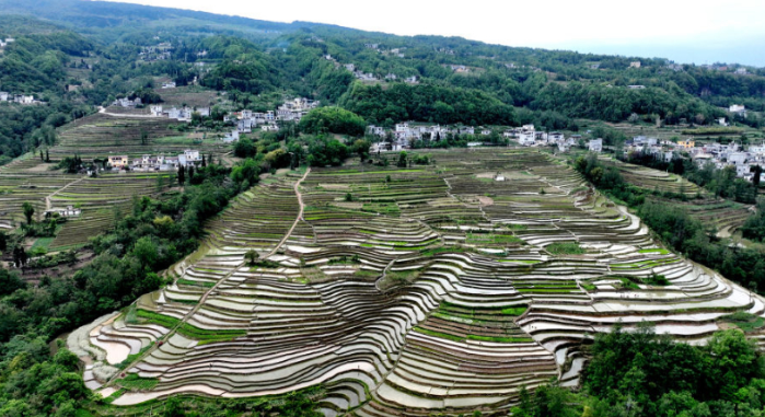 昭通永善初夏盛景：稻田插秧忙，绿波荡漾迎新装